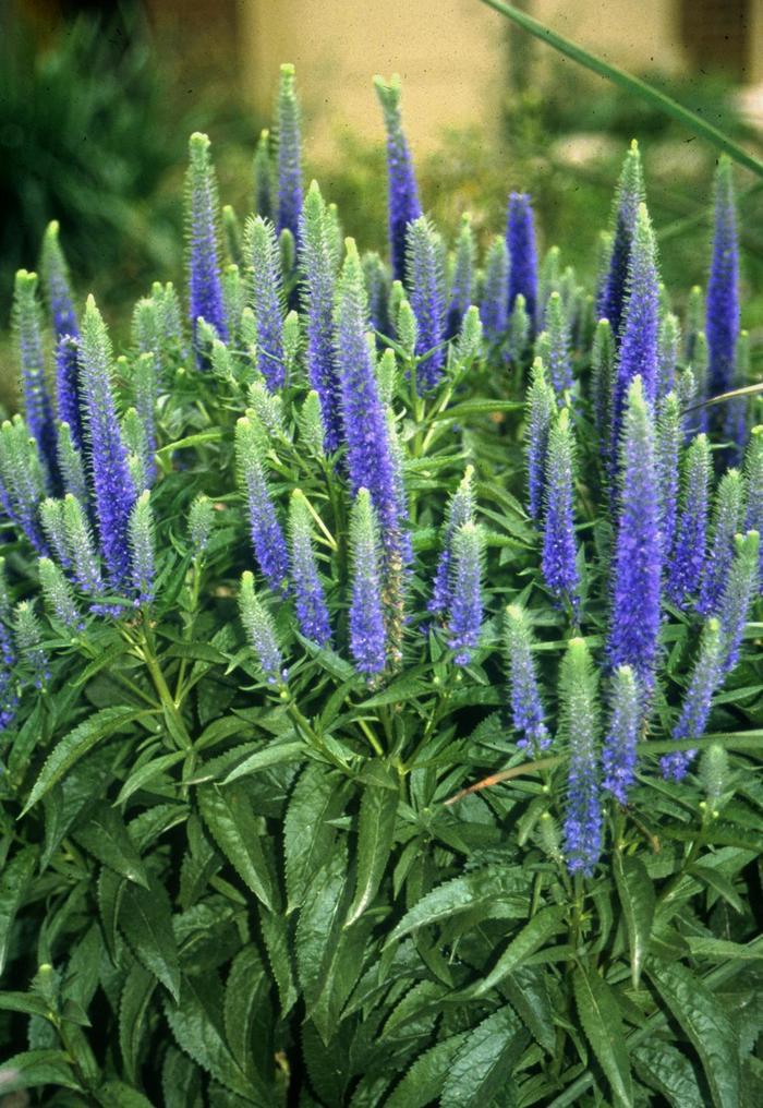 Veronica spicata Glory Royal Candles