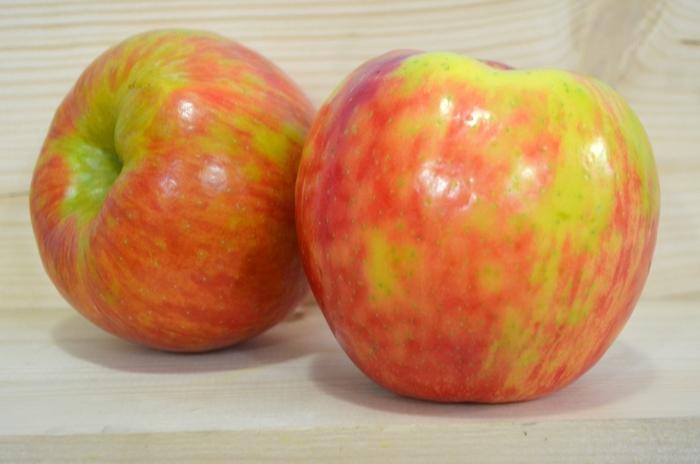 Apple Semi-Dwarf Honeycrisp