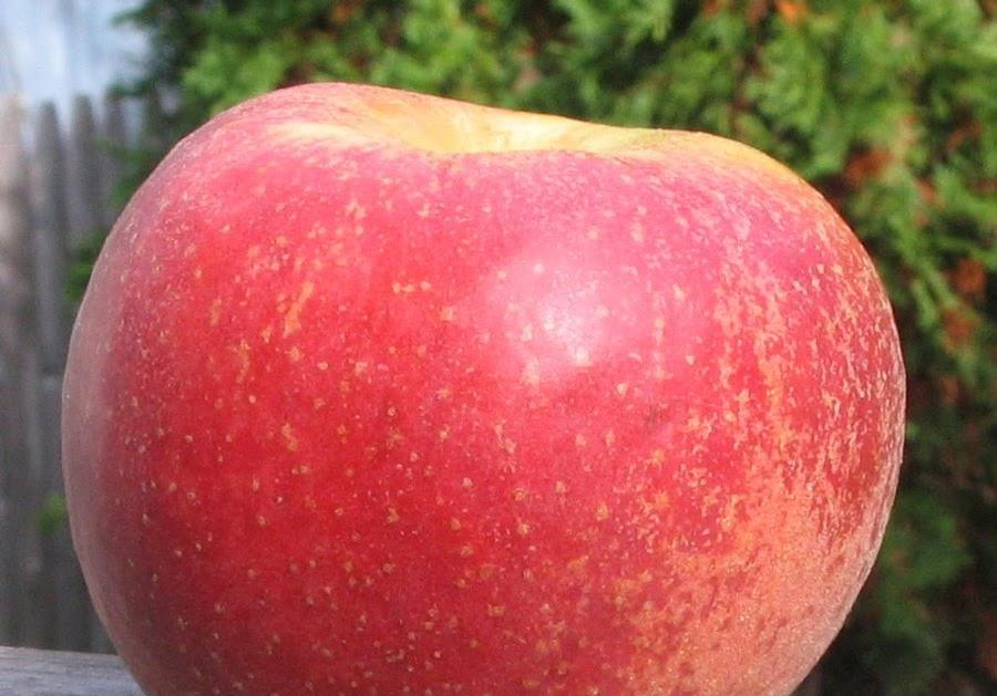 Apple Semi-Dwarf Cox Orange Pippin