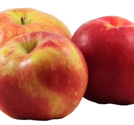 Apple Semi-Dwarf Gravenstein