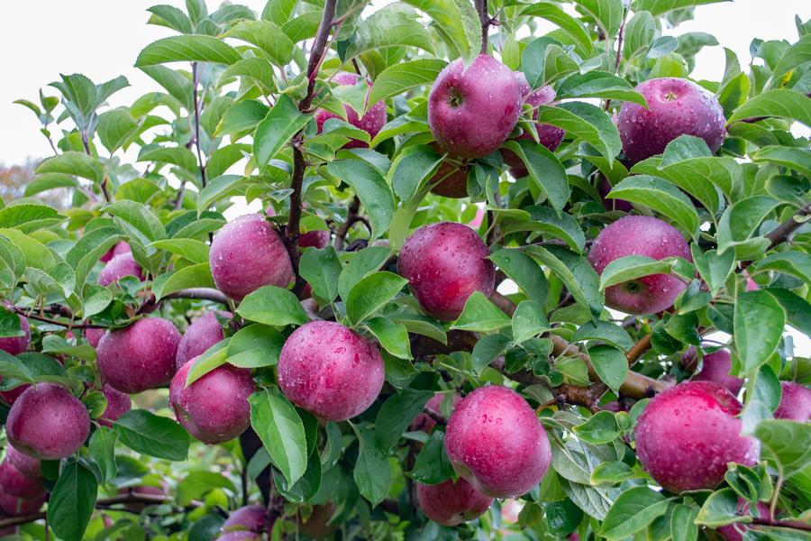 Apple Semi-Dwarf Macoun