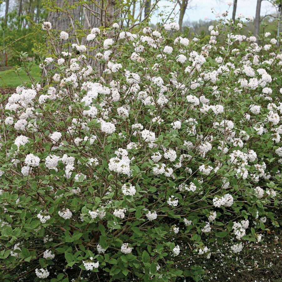 Viburnum carlesii Spice Baby™ PP25872