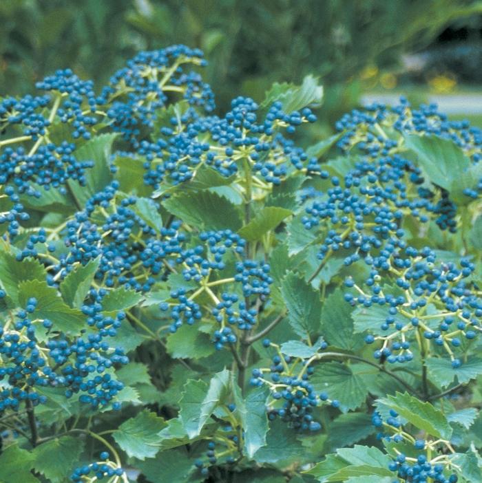 Viburnum dentatum ('Christom') Blue Muffin®