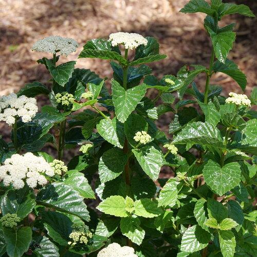 Viburnum dentatum Glitters & Glows®