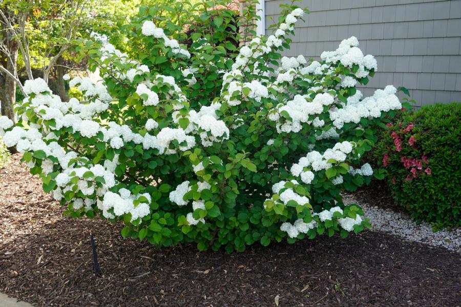 Viburnum plicatum Opening Day™ PP28958