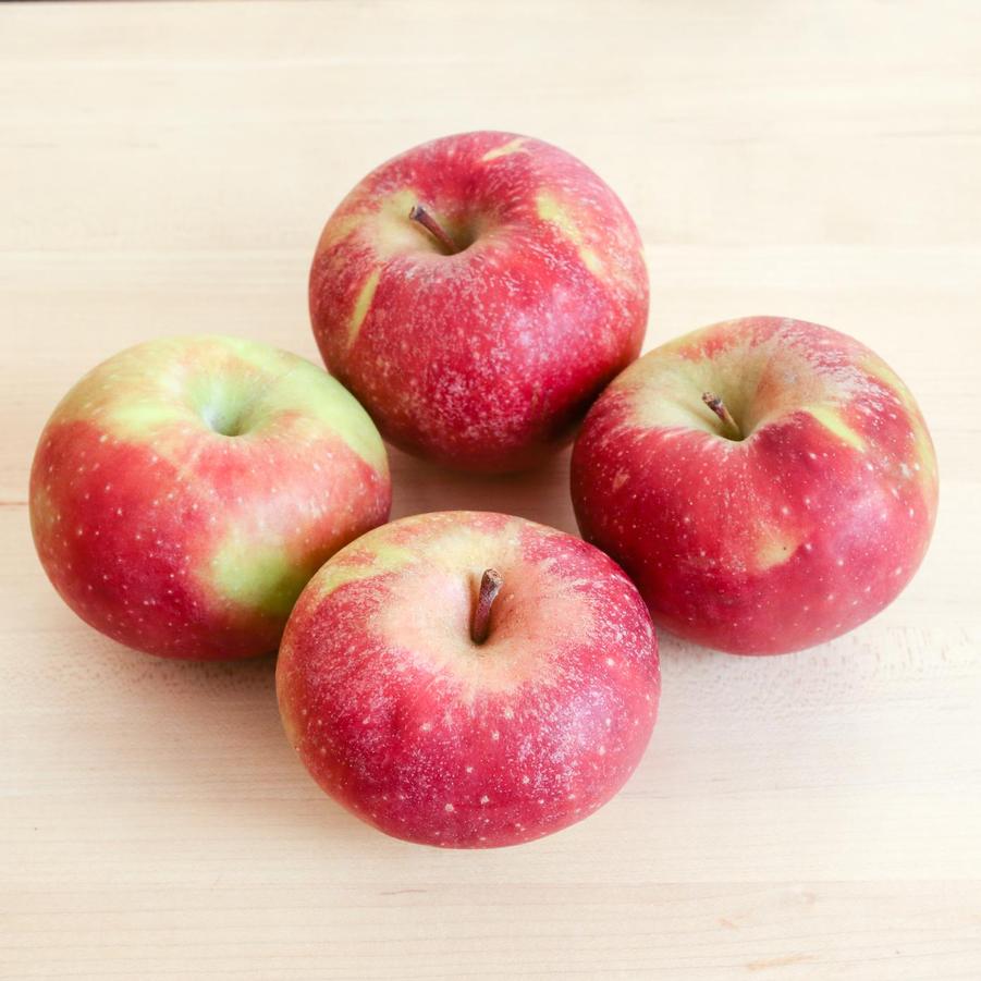 Apple Semi-Dwarf Winesap