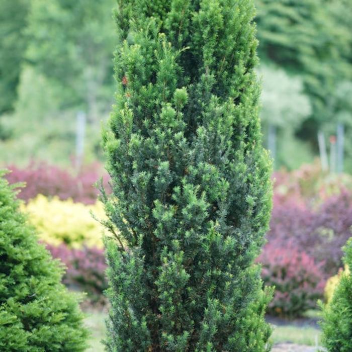 Taxus media Stonehenge® PP31795