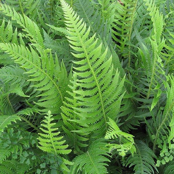 Thelypteris decursive-pinnata 