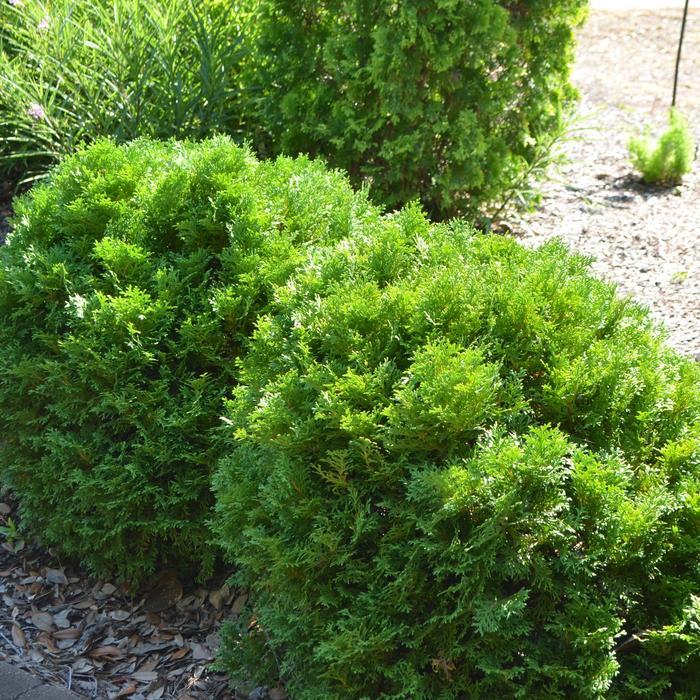 Thuja occidentalis Bobazam Mr. Bowling Ball®