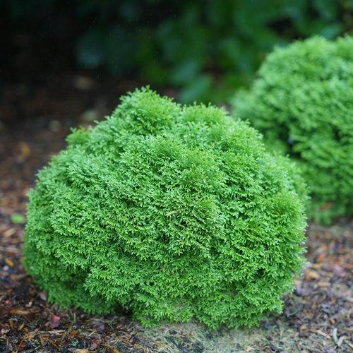 Thuja occidentalis Tater Tot® PP30761