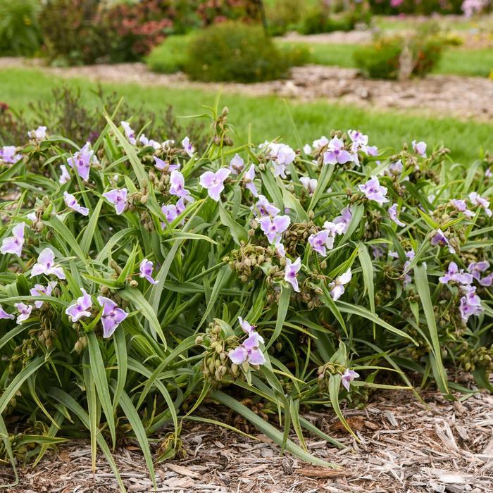 Tradescantia Webmaster