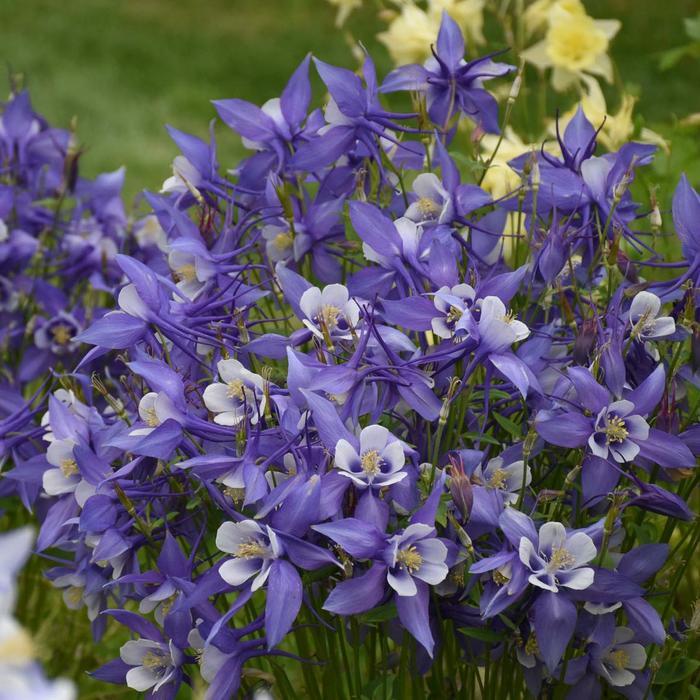 Aquilegia KIRIGAMI™ Deep Blue & White