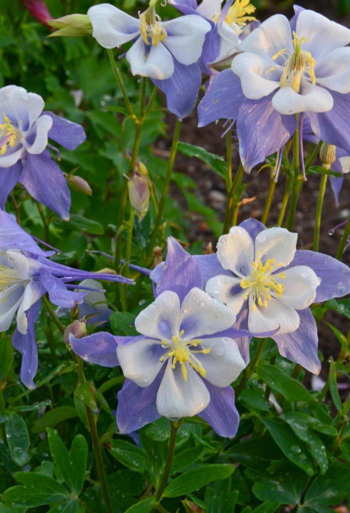 Aquilegia Songbird Bluebird