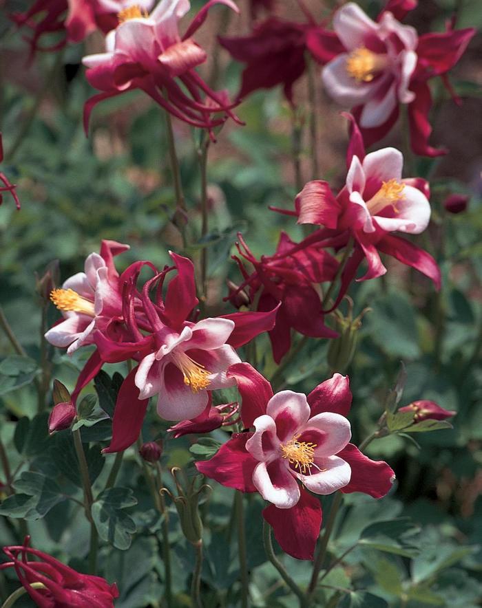 Aquilegia Songbird Cardinal