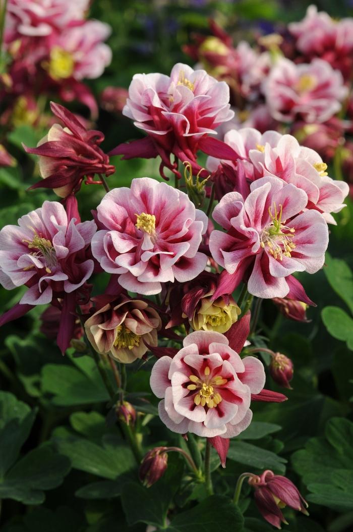 Aquilegia vulgaris Double Winky Red and White