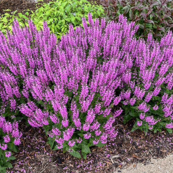 Salvia Color Spires® Back to the Fuchsia