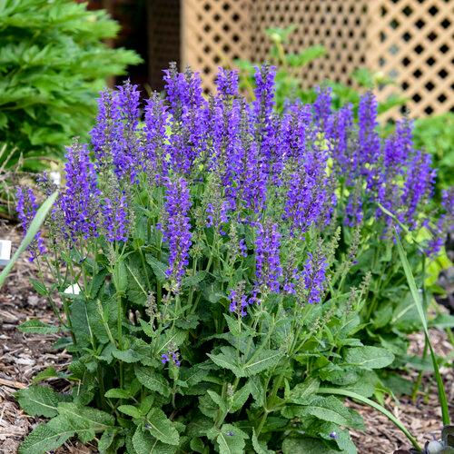 Salvia Color Spires® Indiglo Girl