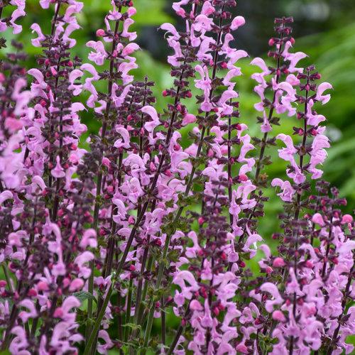 Salvia Color Spires® Pink Dawn