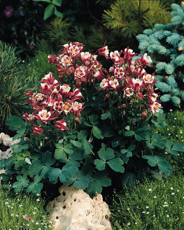 Aquilegia vulgaris Winky Red and White