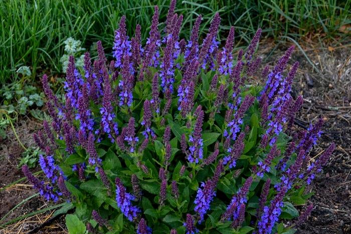 Salvia Color Spires® Violet Profusion
