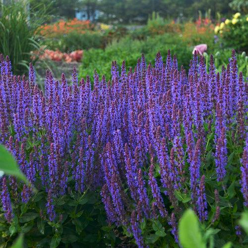 Salvia Color Spires® Violet Riot