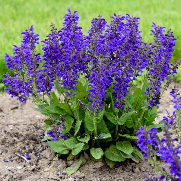 Salvia Fashionista® Evening Attire