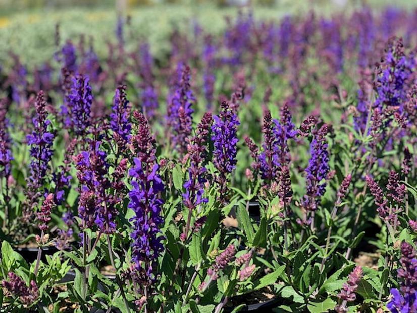 Salvia nemorosa Dark Matter™