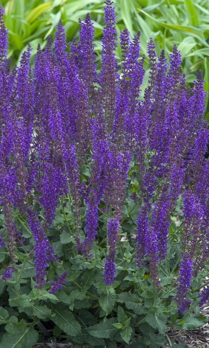 Salvia nemorosa East Friesland