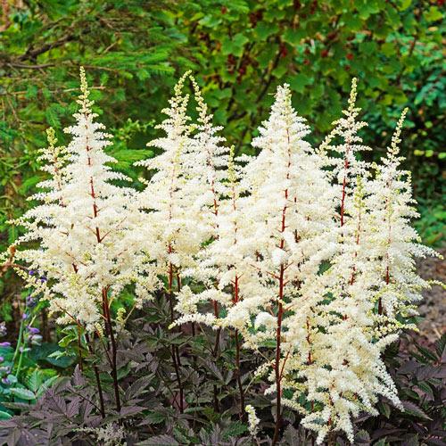 Astilbe Happy Spirit