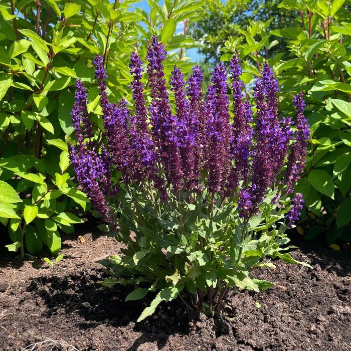 Salvia nemorosa Perpetual Purple™ PPAF