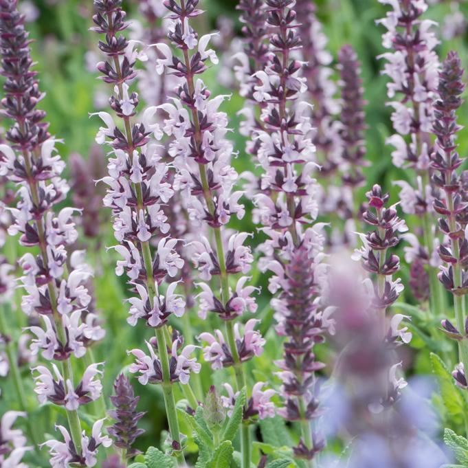 Salvia nemorosa Salute Light Pink