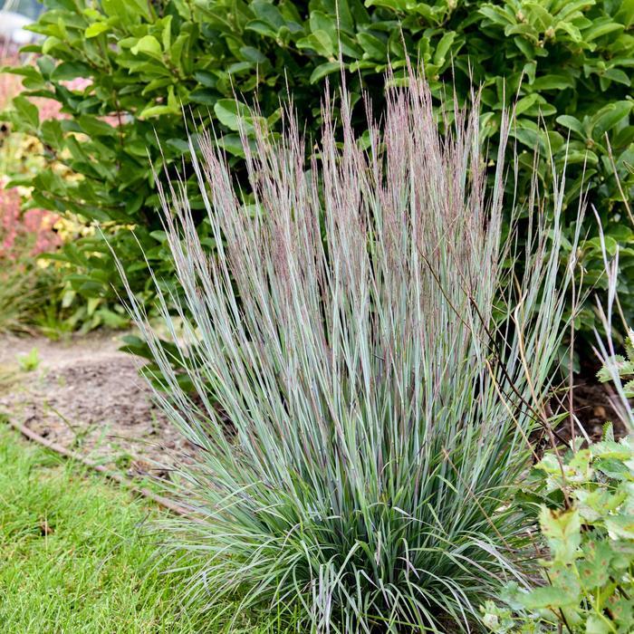 Schizachyrium scoparium Prairie Winds® Brush Strokes