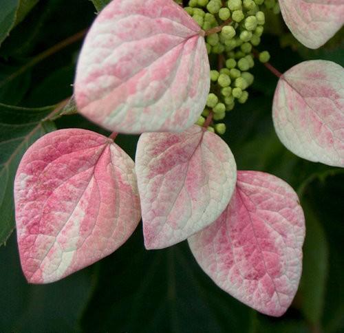 Schizophragma Rose Sensation™