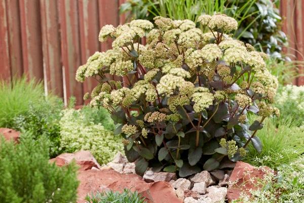 Sedum Banana Split PP24772