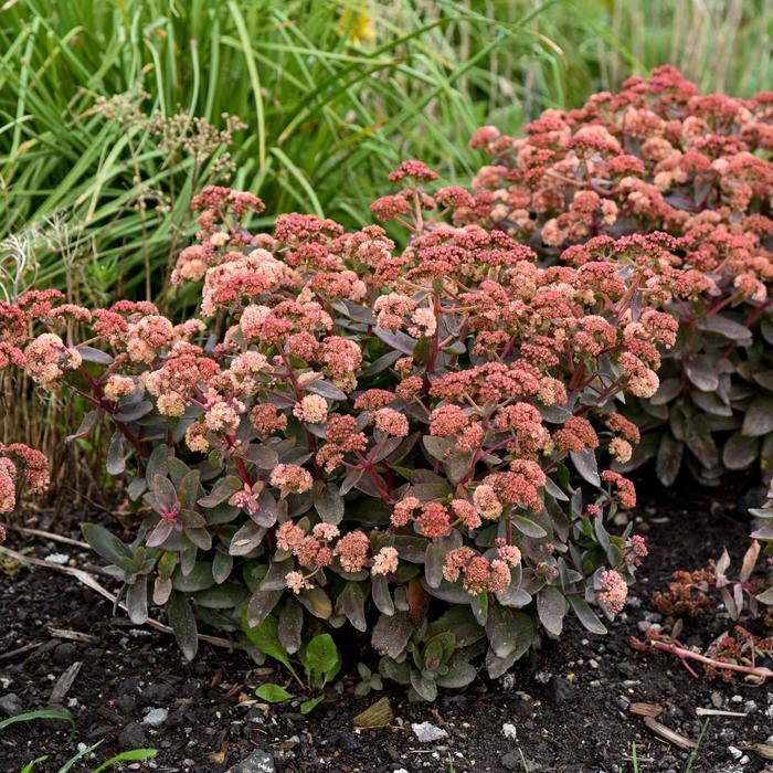 Sedum Rock 'N Grow® Tiramisu