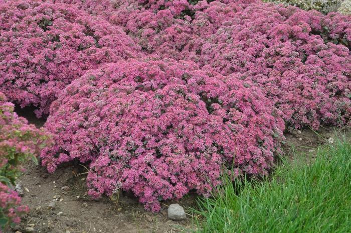 Sedum Rock 'N Round® Popstar