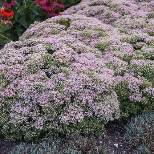 Sedum Rock 'N Round® Pure Joy