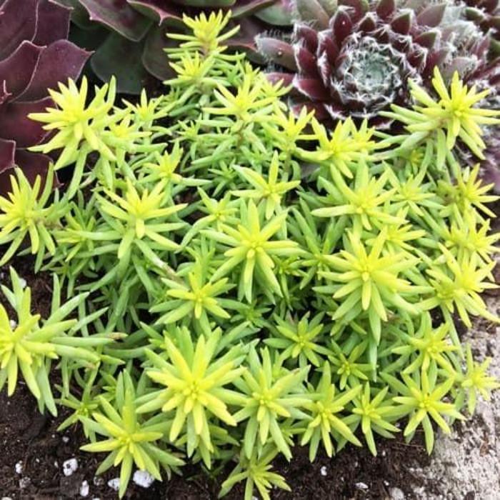 Sedum Sunsparkler® Angelina's Teacup
