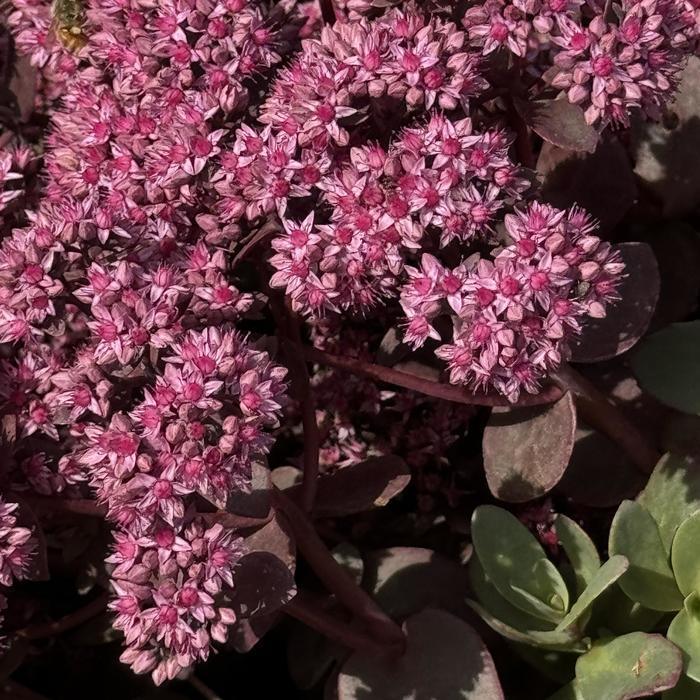Sedum Sunsparkler® Cherry Tart