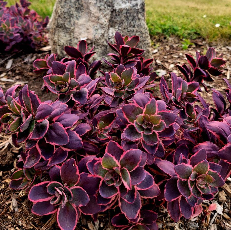 Sedum Sunsparkler® Dream Dazzler