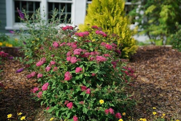 Spiraea japonica Double Play Doozie® PP30953