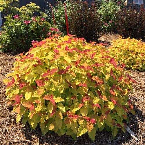 Spiraea japonica Double Play® Candy Corn® PP28313