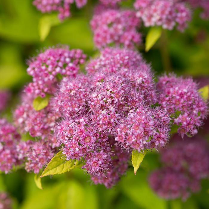 Spiraea japonica Little Spark® PP30819