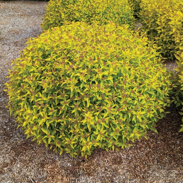 Spiraea japonica Pineapple Poprocks® PPAF