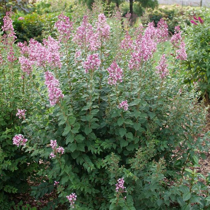 Syringa Bloomerang Ballet™ PP35934