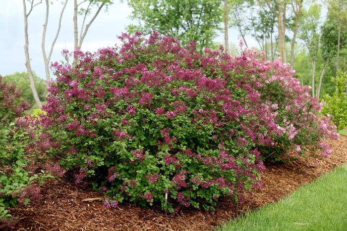Syringa Bloomerang® Dark Purple PP26549