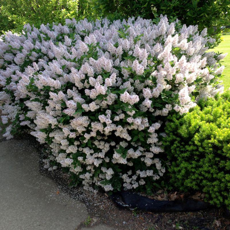 Syringa patula Miss Kim