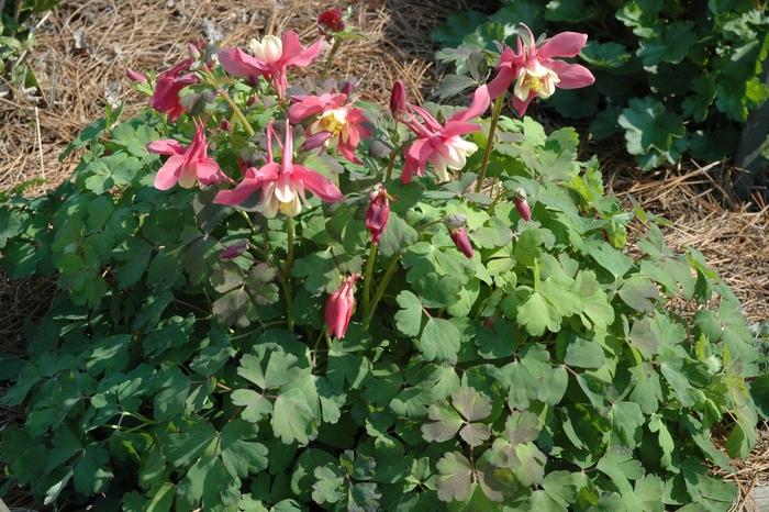 Aquilegia x hybrida Spring Magic® Rose & Ivory