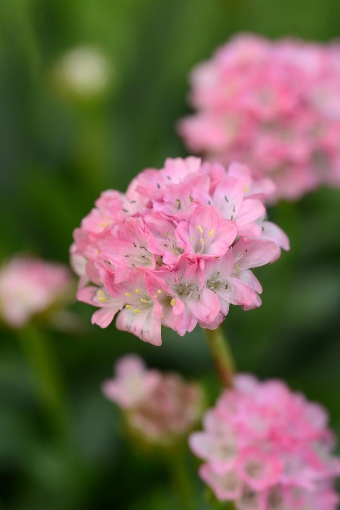 Armeria Dreameria® Daydream