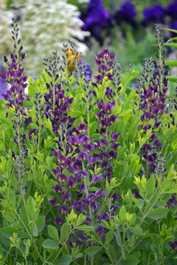 Baptisia Grape Taffy